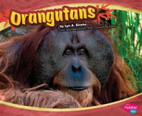 Orangutans by Mattern, Joanne